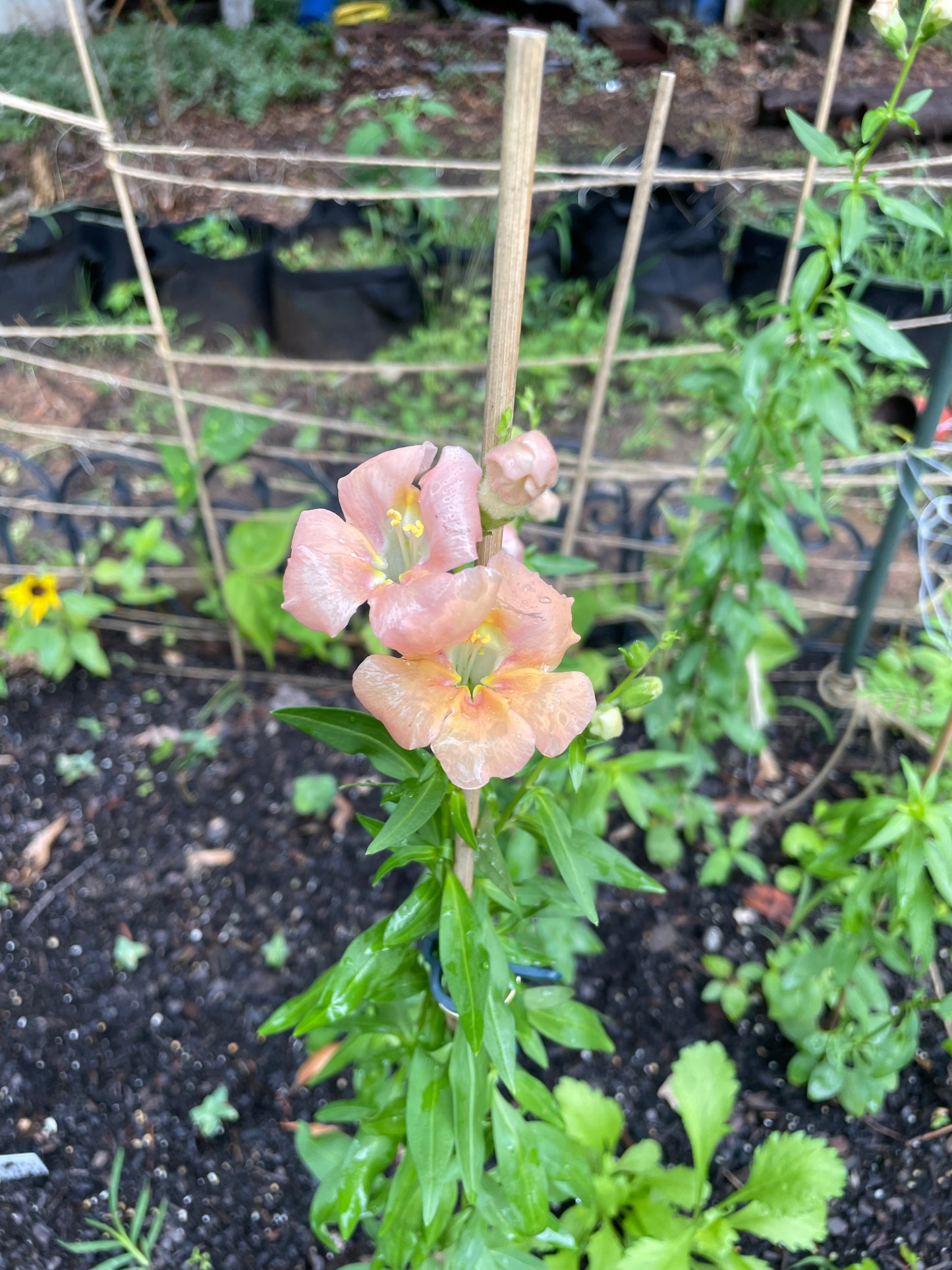 12 week Bouquet Subscription