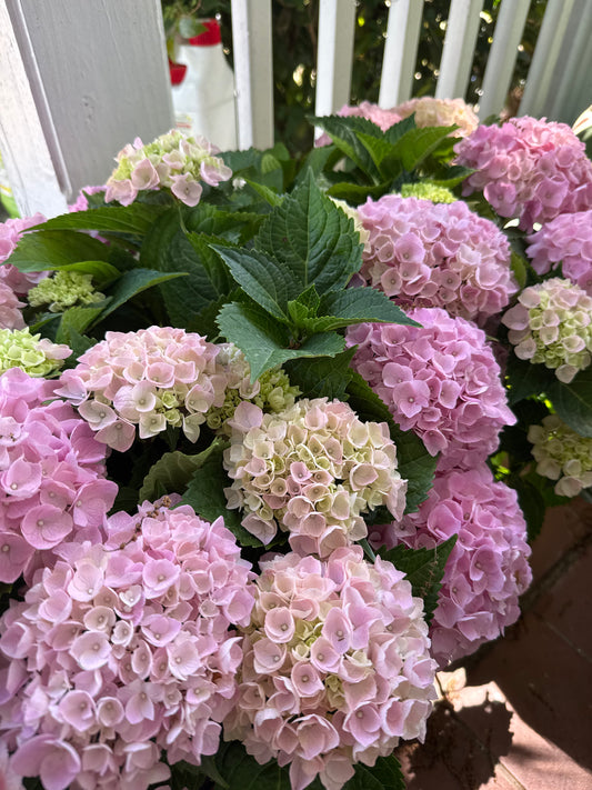 1 Dozen Roses for Mothers Day